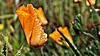 Tr&ouml;pfchen auf Goldmohn (Eschscholzia californica)