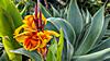 Indisches Blumenrohr (Canna indica)