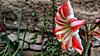 Ritterstern (Hippeastrum)