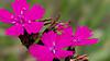 Kart&auml;user-Nelke (Dianthus carthusianorum)