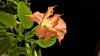 Engelstrompete (Brugmansia)
